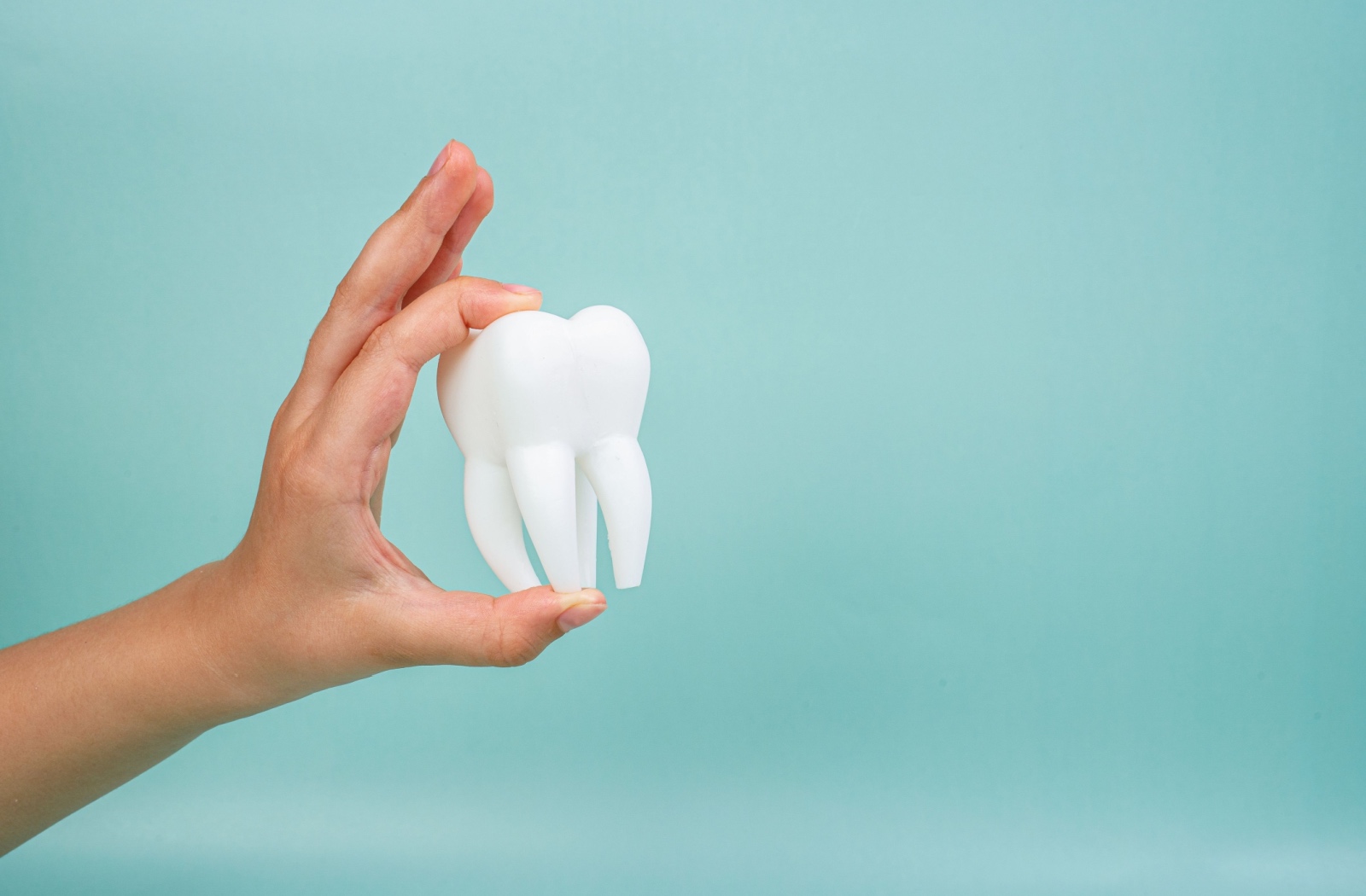 Close-up of a hand holding a large model molar for dental extraction demonstration.